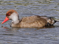 Red-crested Pochard